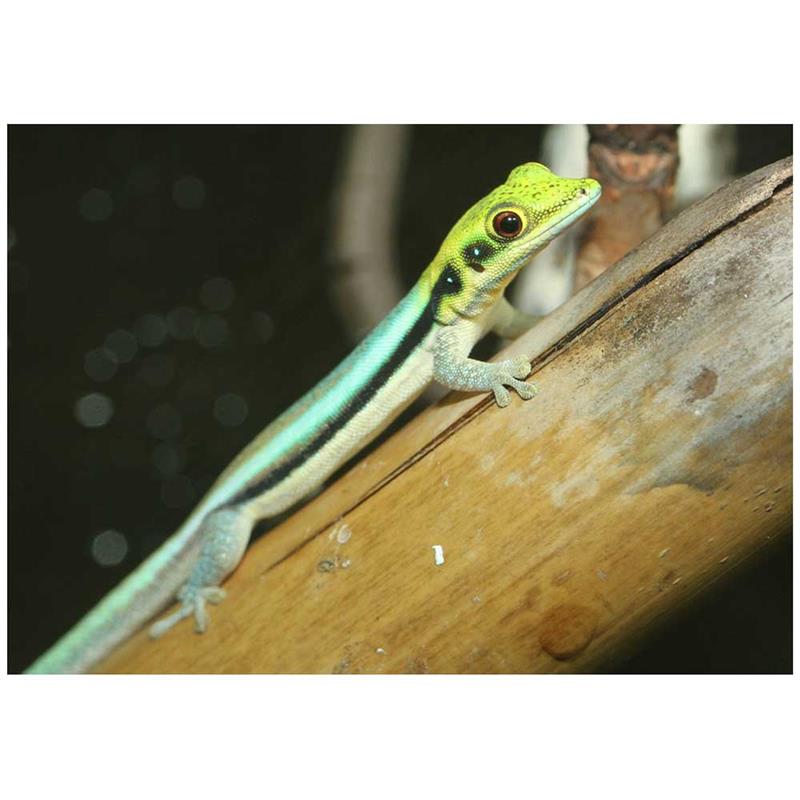 Soparla Gecko Phelsuma klemmeri (Yellow-headed day gecko) - imagine 4